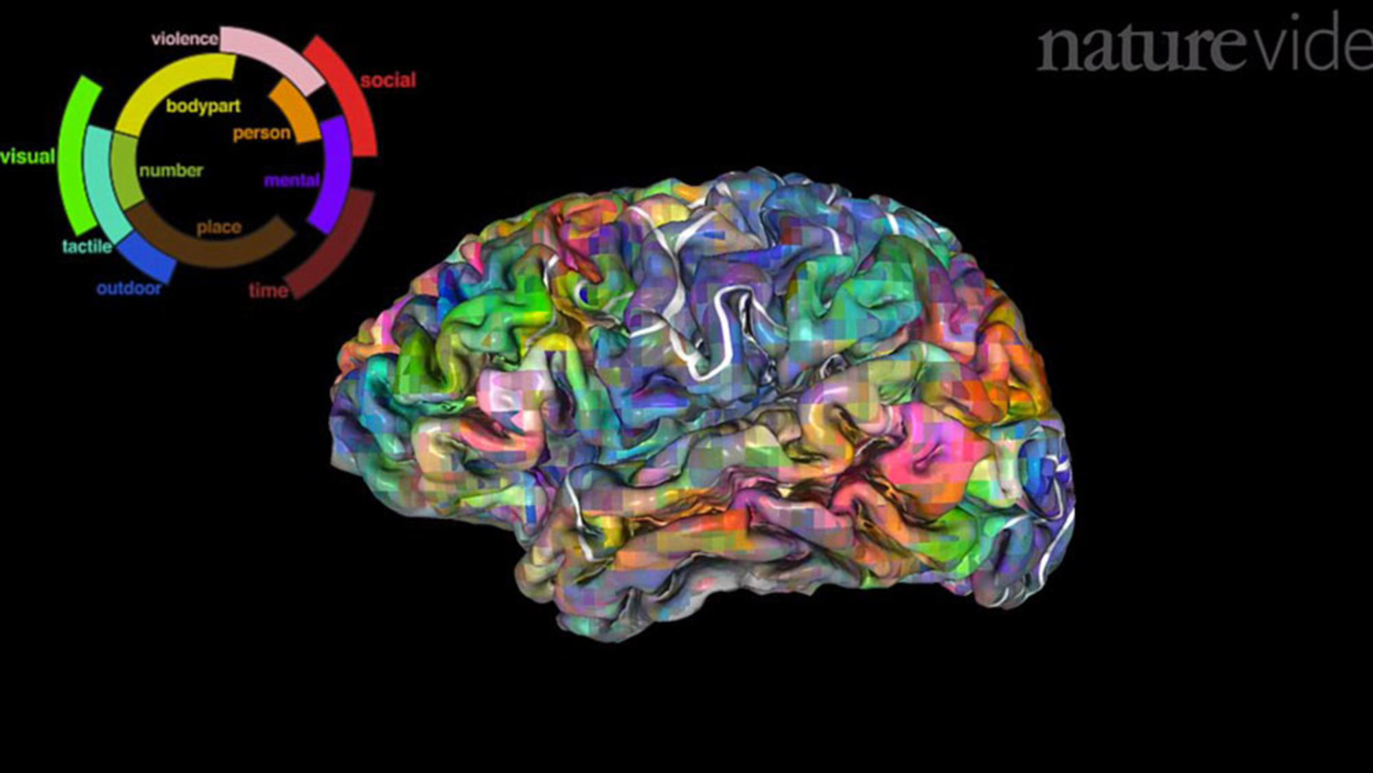 See how our brains group words by meaning in surprisingly complex ...